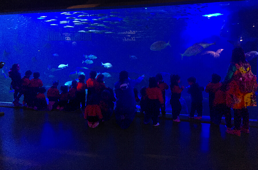 Visite de l'aquarium par les élèves de l'école maternelle